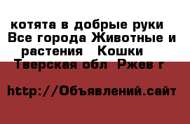 котята в добрые руки - Все города Животные и растения » Кошки   . Тверская обл.,Ржев г.